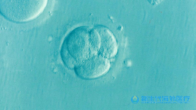 同泰國試管嬰兒